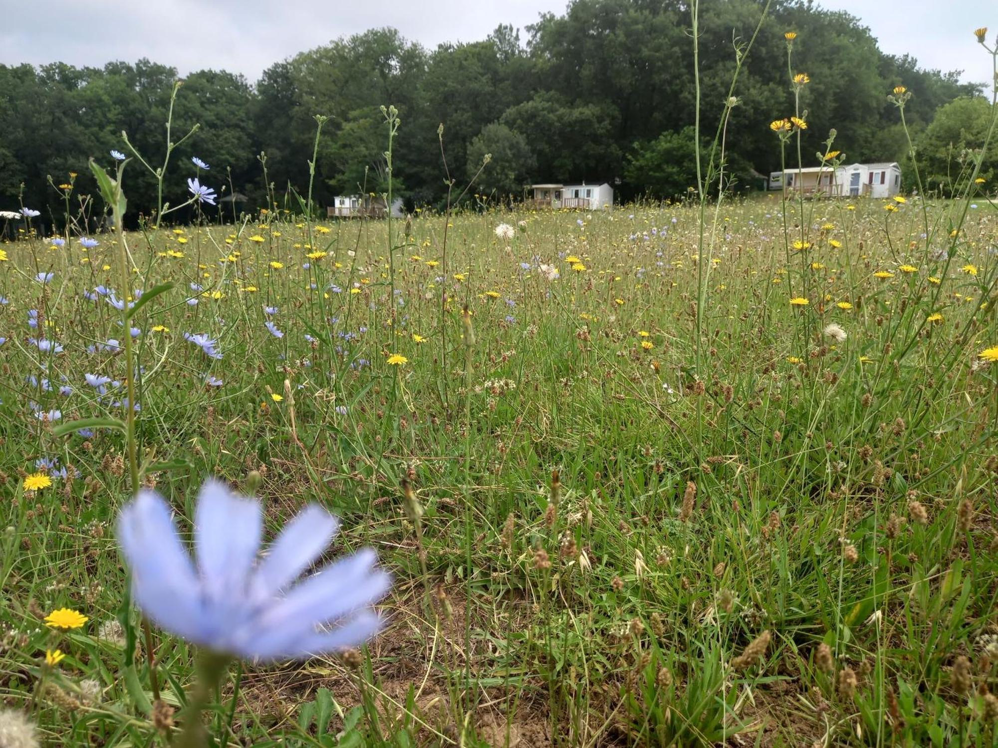 Camping Nature Le Valenty Mobil-Home-Dordogne Panoramique Clim Piscine Soturac Екстериор снимка